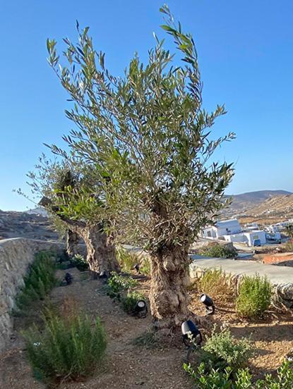 Guest house Villaggio Mykonos Kalo Livadi