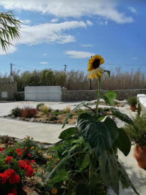 Desire Mykonos Appartement *