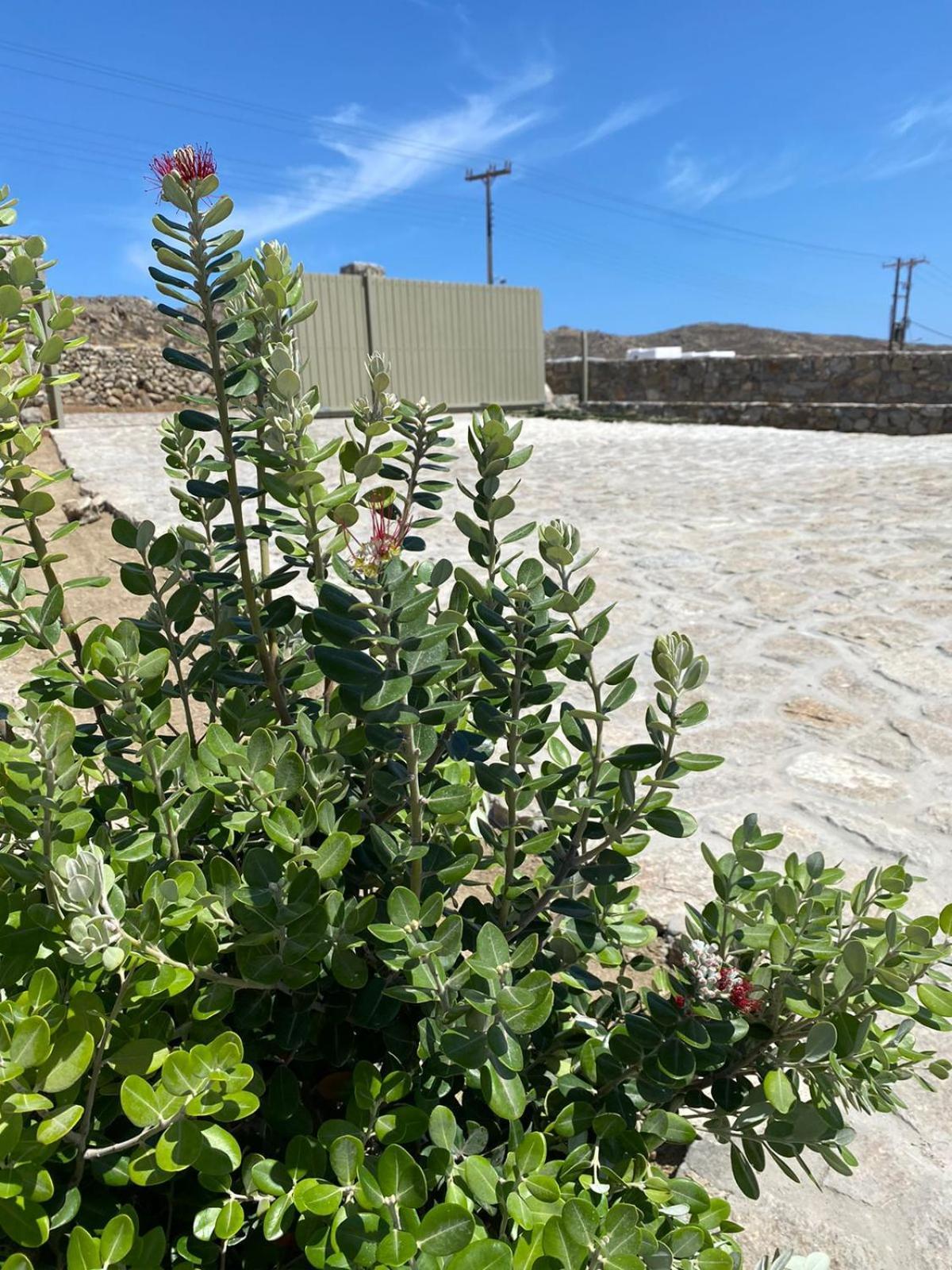 Citadel Natural Stone Villa Mykonos Town